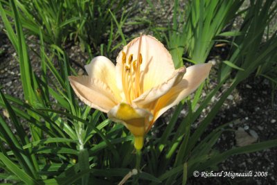 Hémérocalle - Daylily - Hemerocallis Just Sara