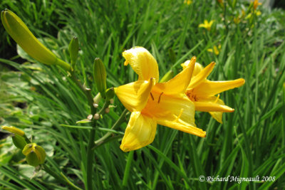 Hémérocalle - Daylily - Hemerocallis Kindly light