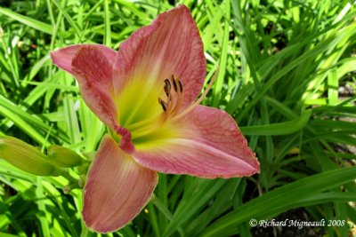 Hémérocalle - Daylily - Hemerocallis Mariska 1