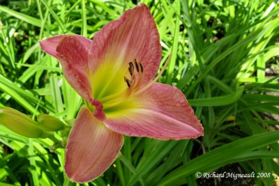 Hmrocalle - Daylily - Hemerocallis Mariska 1