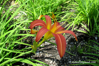 Hmrocalle - Daylily - Hemerocallis Pink Damask 1