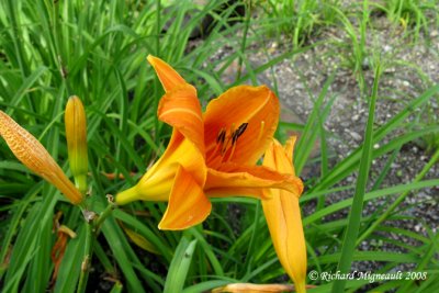 Hemerocalle - Daylily - Hemerocallis Rocket city