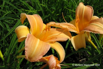 Hémérocalle - Daylily - Hemerocallis Sea Gold m8