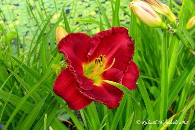 Hemerocalle - Daylily - Hemerocallis Siloam Paul Watts