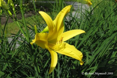 Hmrocalle - Daylily - Hemerocallis Yellow Pinwheel 1