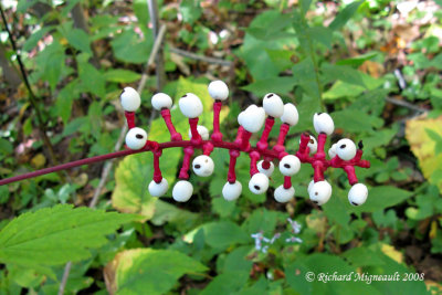 Acte  gros pdicelles - White baneberry - Actaea pachypoda 2m8