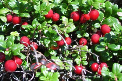 Airelle rouge - Cowberry - Vaccinium vitis-idaea m3