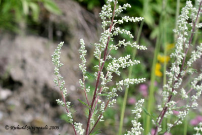 Armoise vulgaire - Mugwort - Artemisia vulgaris 3m8