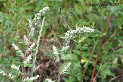 Armoise vulgaire - Mugwort - Artemisia vulgaris 4m8