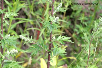 Armoise vulgaire - Mugwort - Artemisia vulgaris 5m8