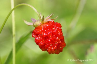 Fraisier de Virginie - Virginia strawberry - Fragaria virginiana 4m8