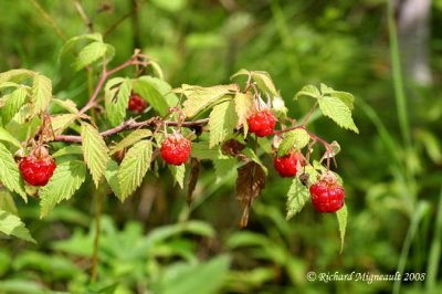Framboisier - Raspberry - Rubus idaeus 1m8