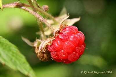 Framboisier - Raspberry - Rubus idaeus 2m8