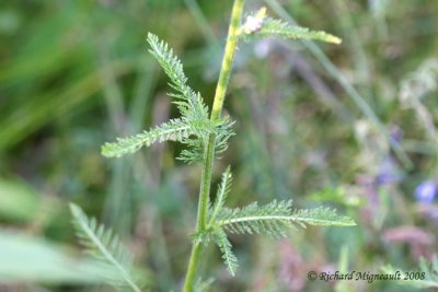 Achill millefeuille - Herbe  dindons - Common yarrow - Achillea millefolium 4m8