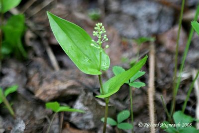 Maanthme du canada - Wild Lily-of-the-Valley - Maianthemum canadense 2m8
