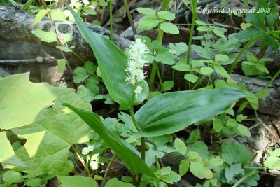Maanthme du canada - Wild Lily-of-the-Valley - Maianthemum canadense 3m8