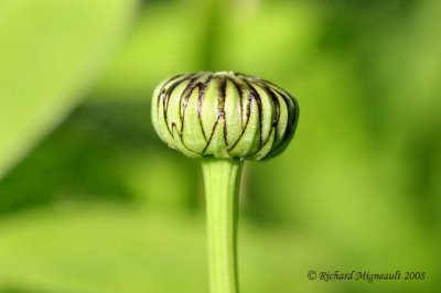 Marguerite blanche - Ox-eye daisy - Leucanthemum vulgare 2 bourgeon m8