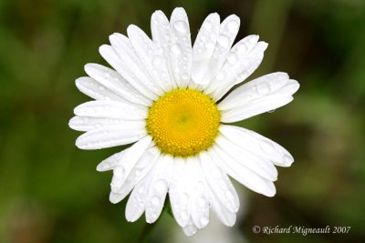 Marguerite blanche - Ox-eye daisy - Leucanthemum vulgare 3m7