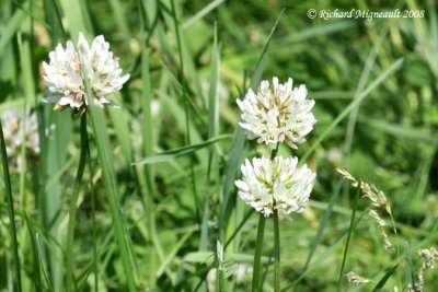 Trfle blanc - White clover - Trifolium repens 2m8
