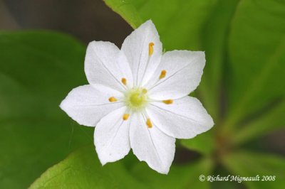 Trientale borale - Starflower - Trientalis borealis 4m8