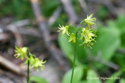 Clintonie borale - Bluebead-lily - Clintonia borealis 4m8
