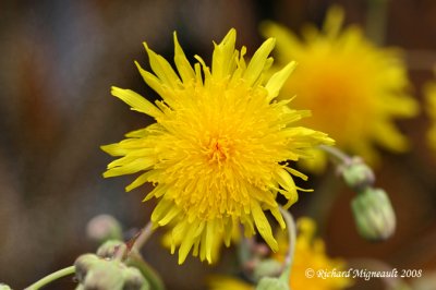 Laiteron des champs - Corn sow-thistle - Sonchus arvensis 3m8
