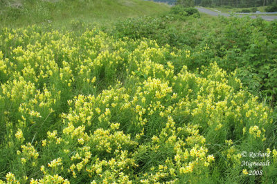 Linaire vulgaire - Butter-and-eggs - Linaria vulgaris 1m8