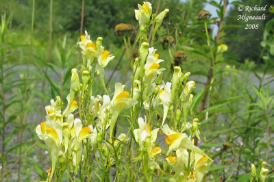 Linaire vulgaire - Butter-and-eggs - Linaria vulgaris 3m8