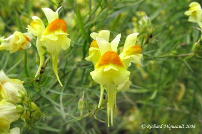 Linaire vulgaire - Butter-and-eggs - Linaria vulgaris 4m8
