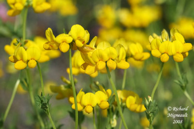 Lotier corniculé - Birdfoot Trefoil - Lotus corniculatus 2m8