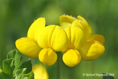 Lotier corniculé - Birdfoot Trefoil - Lotus corniculatus 5m8