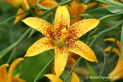 Lys du Canada - Canada Lily - Lilium canadense 3m8