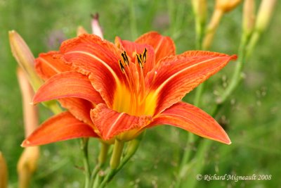 Lys dun jour - Wild Day Lily - Hemerocallis 1m8