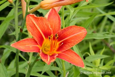 Lys dun jour - Wild Day Lily - Hemerocallis 2m8