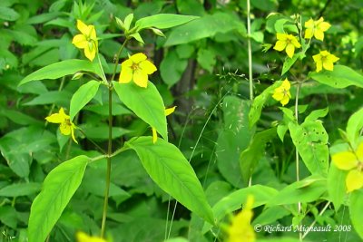 Lysimaque ciliée - Fringed loosestrife - Lysimachia ciliata 2m8