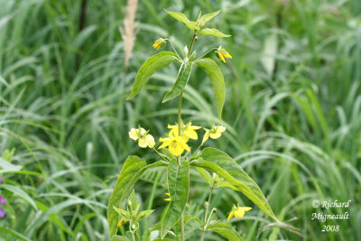 Lysimaque ciliée - Fringed loosestrife - Lysimachia ciliata 3m8
