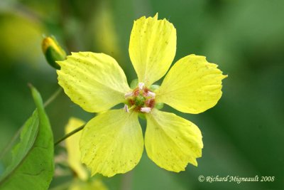 Lysimaque ciliée - Fringed loosestrife - Lysimachia ciliata 4m8