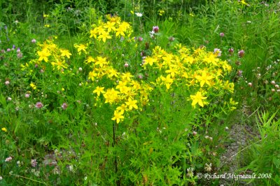 Millepertuis commun - St Johns wort - Hypericum perforatum 1m8