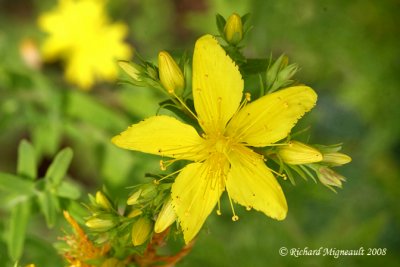 Millepertuis commun - St Johns wort - Hypericum perforatum 5m8