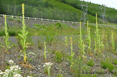 Molène vulgaire - Common Mullein - Verbascum thapsus 3m8