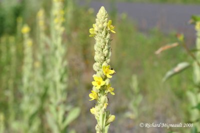 Molène vulgaire - Common Mullein - Verbascum thapsus 4m8