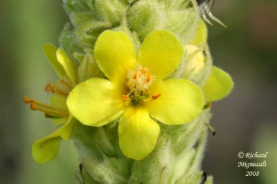 Molène vulgaire - Common Mullein - Verbascum thapsus 5m8