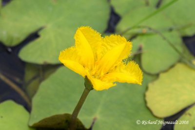 Nnuphar jaune - Yellow water lily 1m8