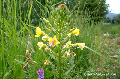 Onagre bisannuelle - Evening primrose - Oenothera biennis 2m8