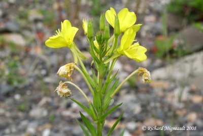 Onagre bisannuelle - Evening primrose - Oenothera biennis 5m8