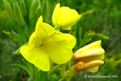 Onagre bisannuelle - Evening primrose - Oenothera biennis 6m8