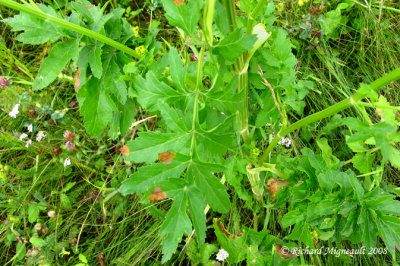 Panais sauvage - Wild parship - Pastinaca sativa 4m8