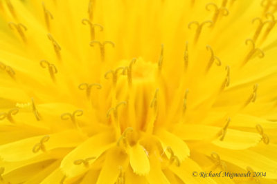 Piscenlit - Common Dandelion - Taraxacum officinale - 2 femelle m4