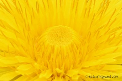 Piscenlit - Common Dandelion - Taraxacum officinale - 2 mle m4