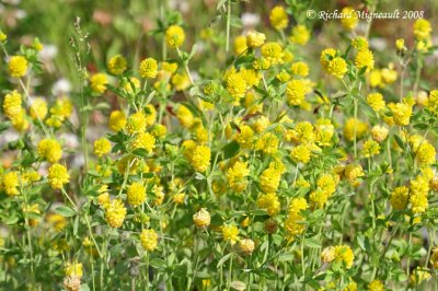 Trfle jaune - Hop Clover - Trifolium agrarium 1m8